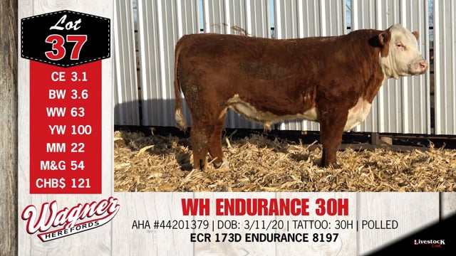 Lot #37 - WH ENDURANCE 30H