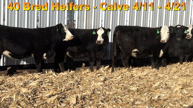 Lot #A1 - BRED BALDY HEIFERS DUE 4/11-4/21
