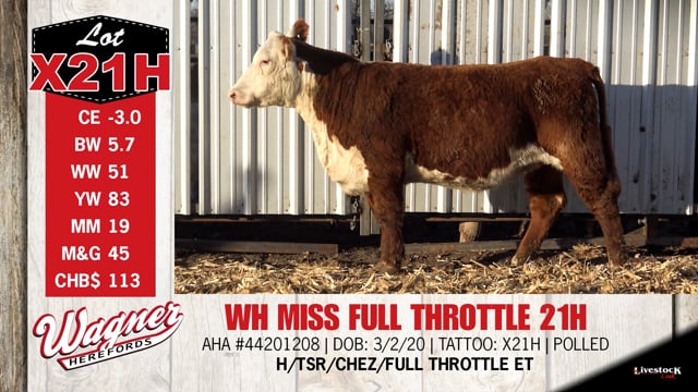 Lot #X21H - WH MISS FULL THROTTLE 21H