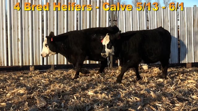 Lot #C - BRED BALDY HEIFERS DUE 5/13-6/1
