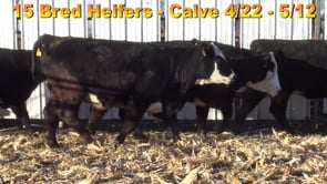 Lot #B1 - BRED BALDY HEIFERS DUE 04/22-05/12