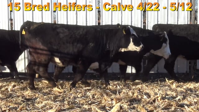 Lot #B1 - BRED BALDY HEIFERS DUE 04/22-05/12