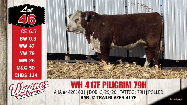 Lot #46 - WH 417F PILIGRIM 79H