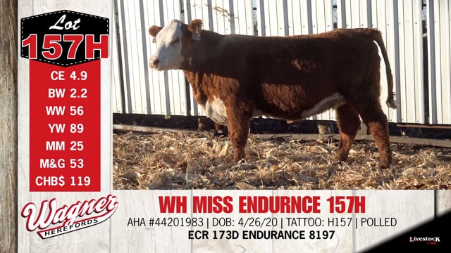 Lot #157H - WH MISS ENDURNCE 157H
