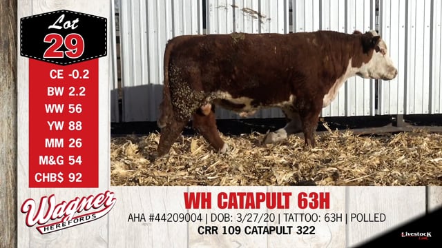 Lot #29 - ***OUT OF SALE*** WH CATAPULT 63H