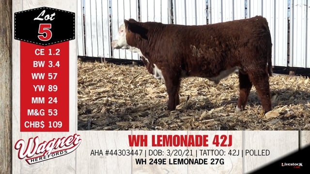 Lot #5 - WH LEMONADE 42J