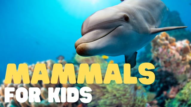 Vimeo Thumbnail