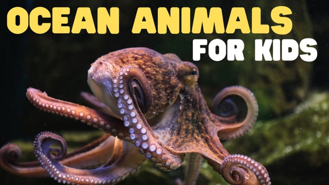 Vimeo Thumbnail