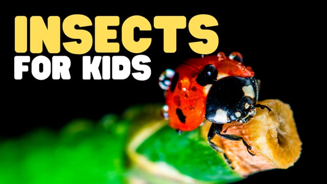 Vimeo Thumbnail