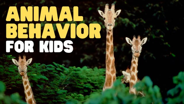 Vimeo Thumbnail