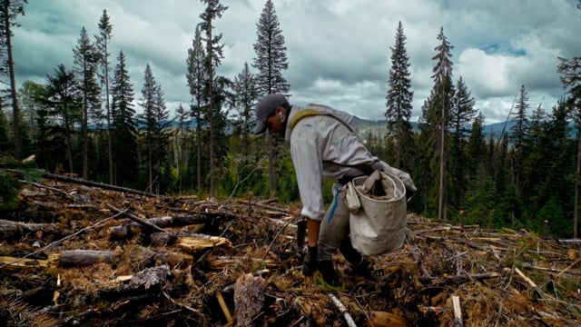 Trailer For Forest For The Trees