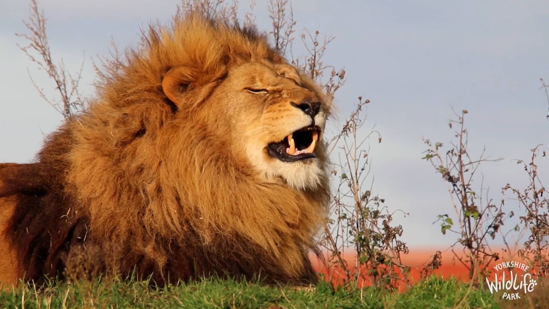 lion-rescue-12th-anniversary-on-vimeo