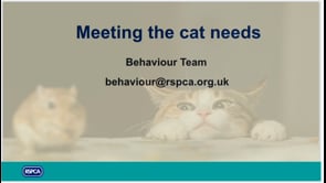 Meeting the needs of cats