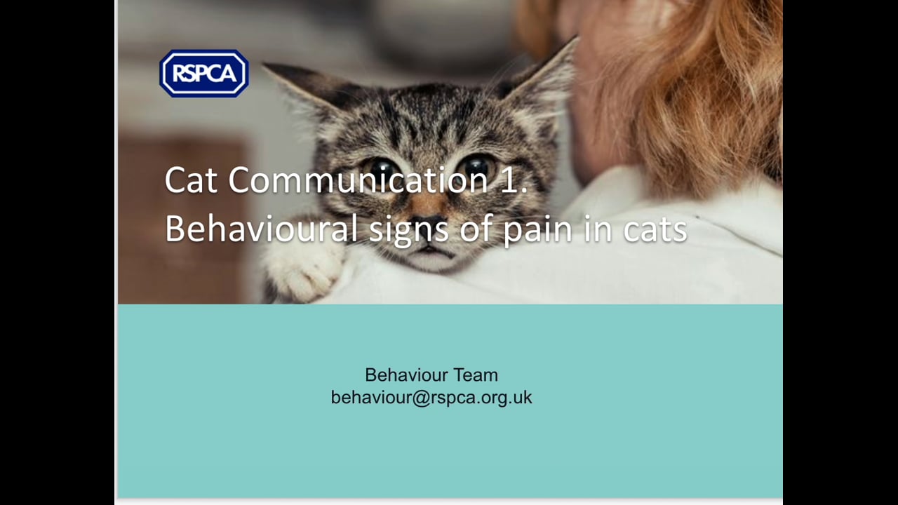 Signs of pain in cats - RSPCA Staff Contributors