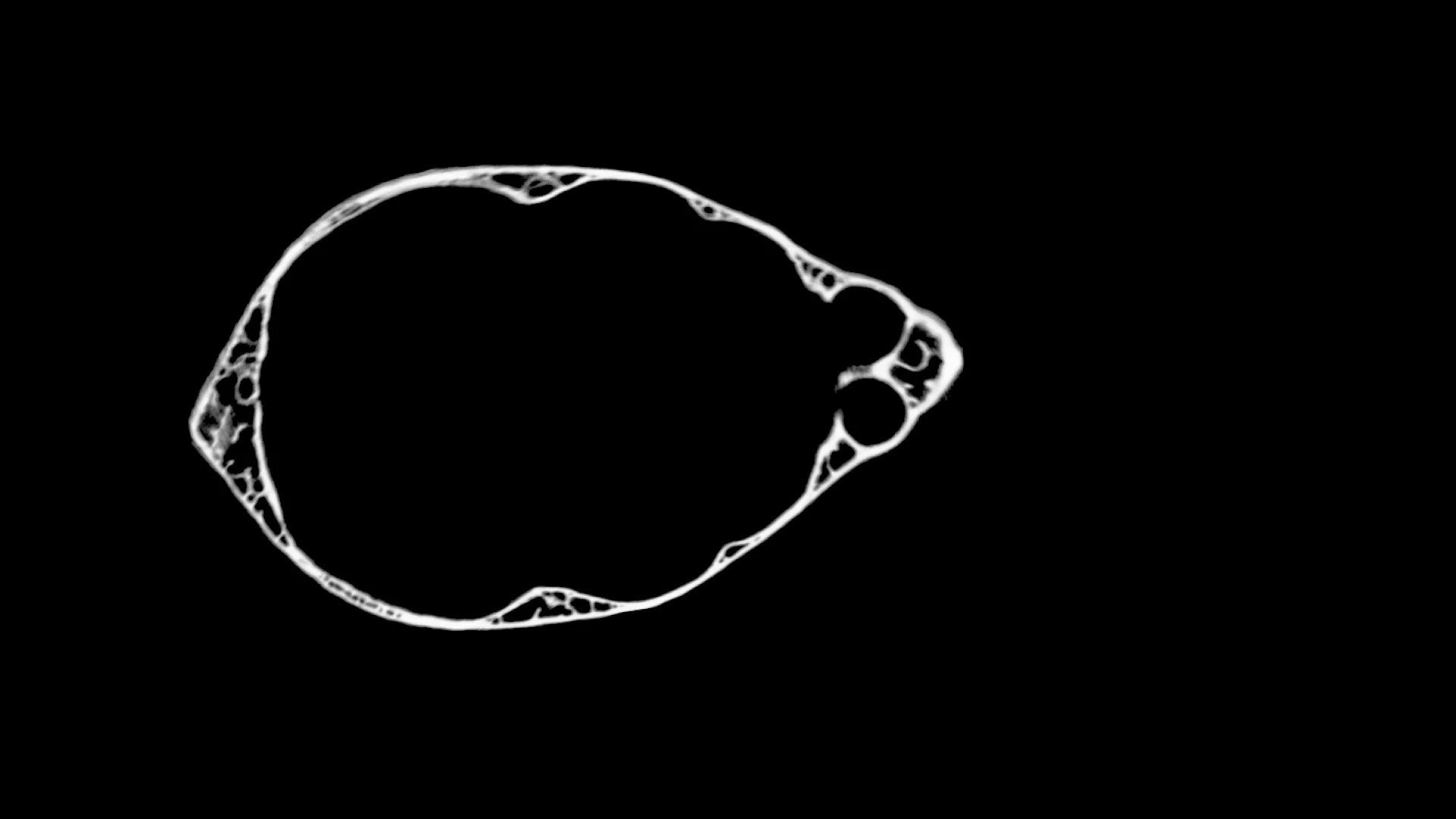 Bat CT Scan on Vimeo