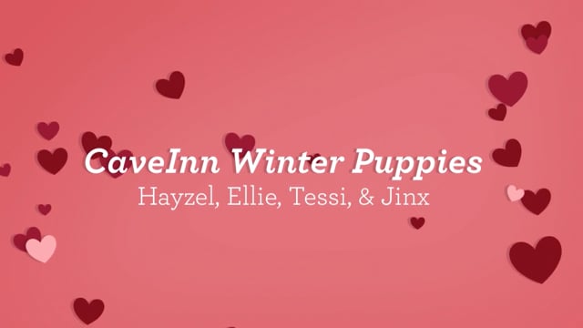 Happy Valentine's Day 
CaveInn Puppies & Families