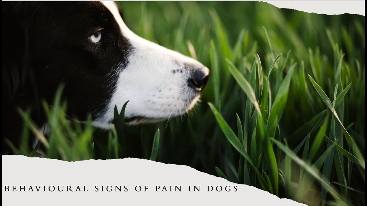 Signs of Pain Case History - RSPCA Staff Contributors