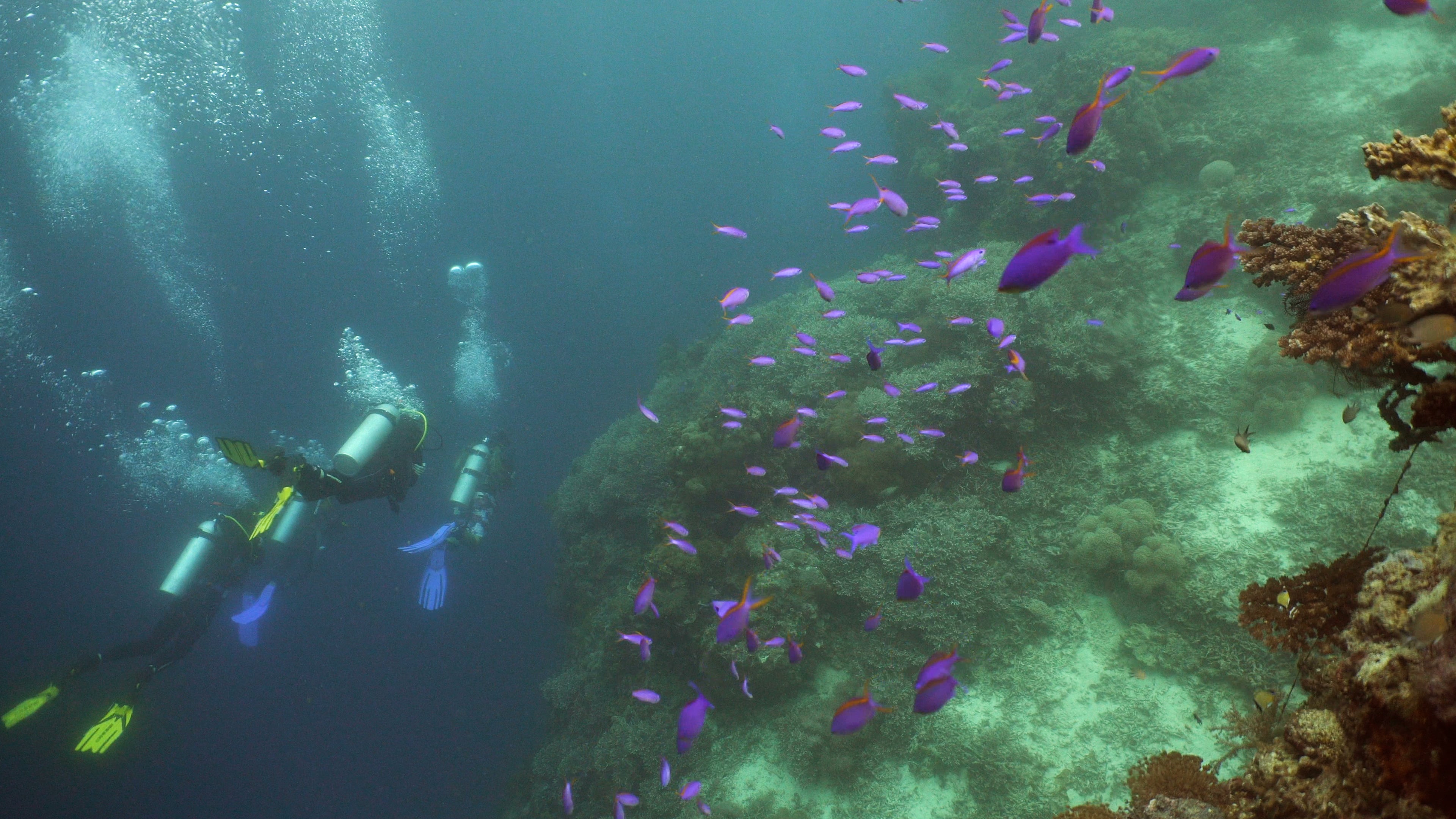 Explore The Ocean Depths With Scuba Diving Sensation, Steph - l3ee7uq