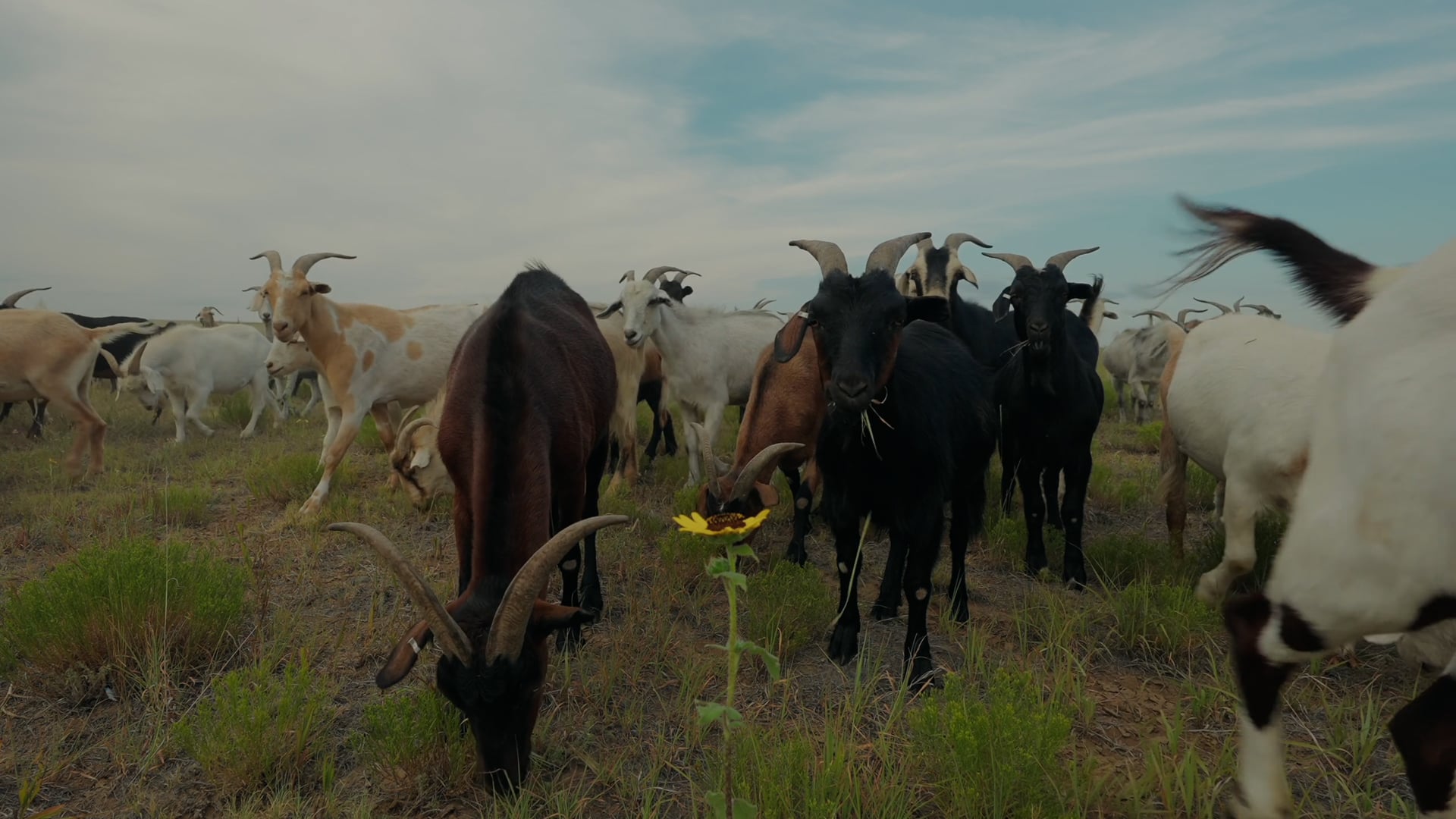 Goats: Healing the Land