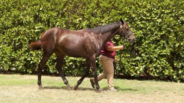 Lot 501