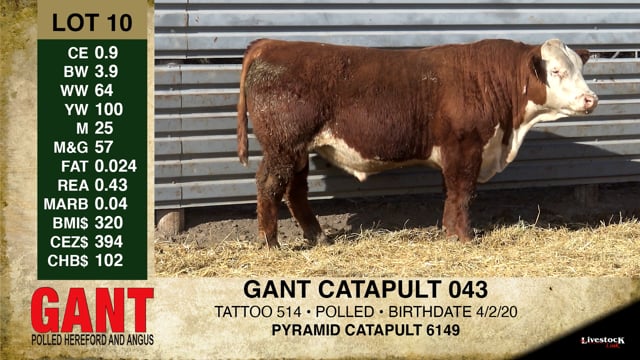Lot #10 - GANT CATAPULT 043