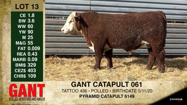 Lot #13 - GANT CATAPULT 061