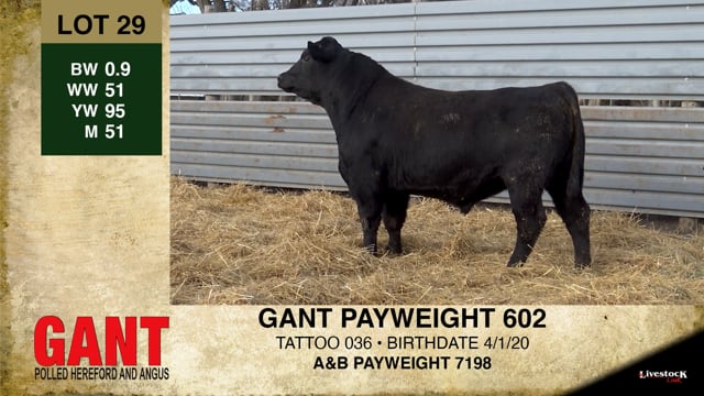 Lot #29 - GANT PAYWEIGHT 602
