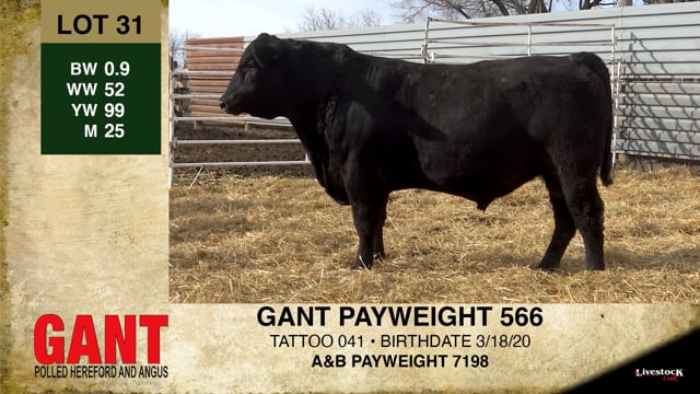 Lot #31 - GANT PAYWEIGHT 566