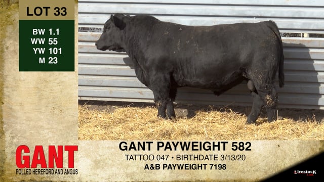Lot #33 - GANT PAYWEIGHT 582
