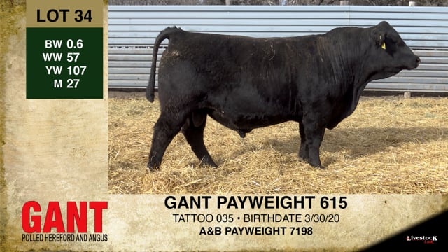 Lot #34 - GANT PAYWEIGHT 615