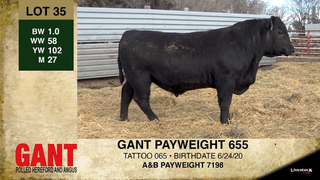 Lot #35 - GANT PAYWEIGHT 655