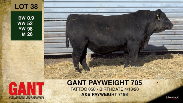 Lot #38 - GANT PAYWEIGHT 705