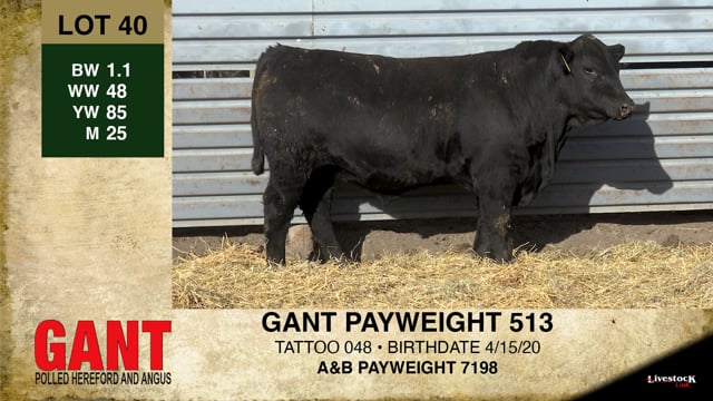 Lot #40 - GANT PAYWEIGHT 513