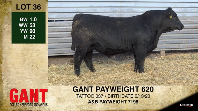 Lot #36 - GANT PAYWEIGHT 620