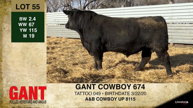 Lot #55 - GANT COWBOY 674 ***OUT OF SALE***