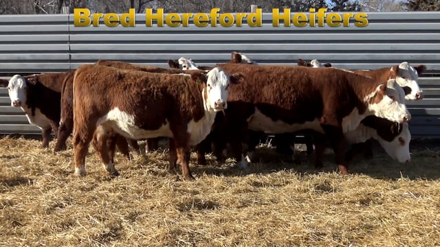 Lot #67 - BRED HEREFORD HEIFERS