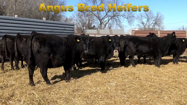 Lot #56 - BRED ANGUS HEIFERS