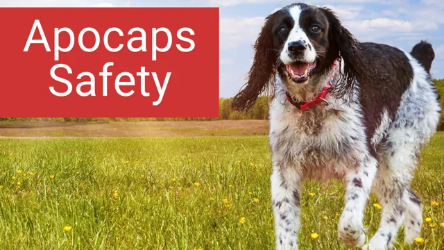 Apocaps best sale for dogs