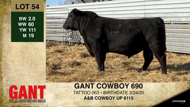 Lot #54 - GANT COWBOY 690
