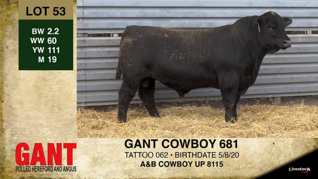 Lot #53 - GANT COWBOY 681