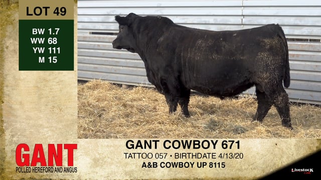 Lot #49 - GANT COWBOY 671