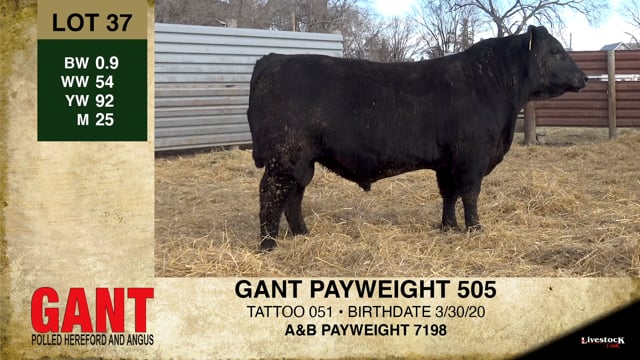 Lot #37 - GANT PAYWEIGHT 505