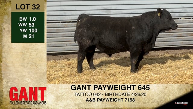 Lot #32 - GANT PAYWEIGHT 645