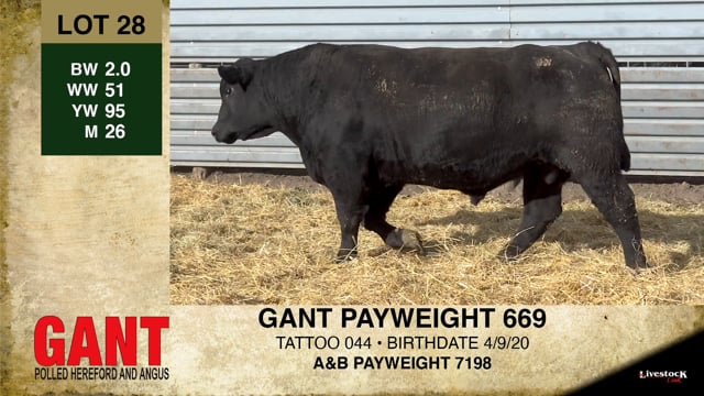 Lot #28 - GANT PAYWEIGHT 669