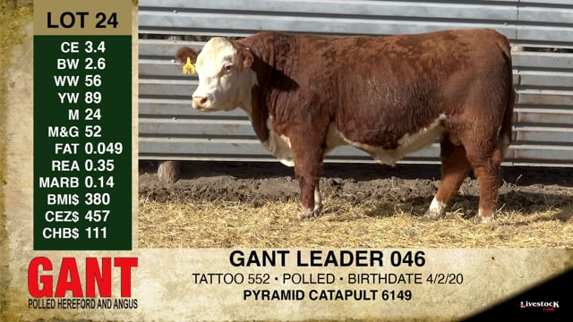 Lot #24 - GANT LEADER 046