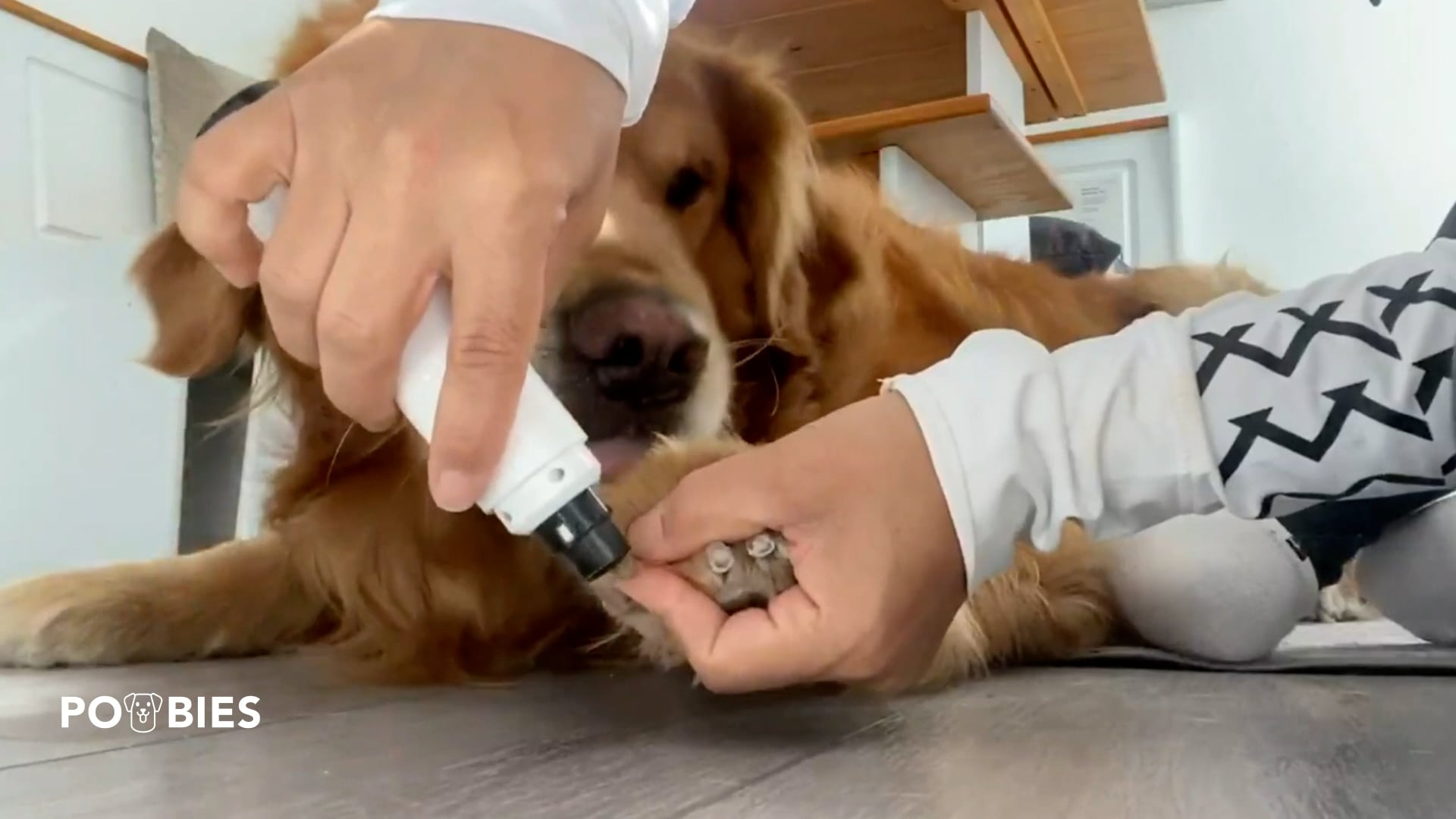 Poobies™ Dog Nail Grinder Demo on Vimeo