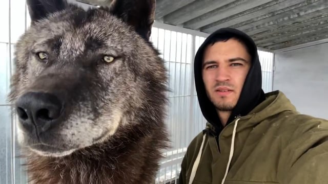biggest wolf
