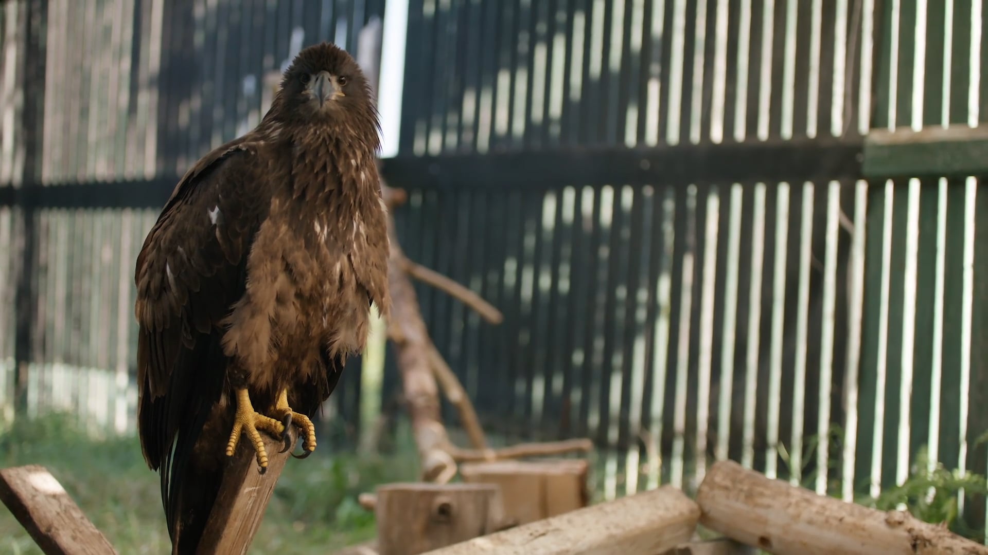 Alberta Institute for Wildlife Conservation - Facility Tour