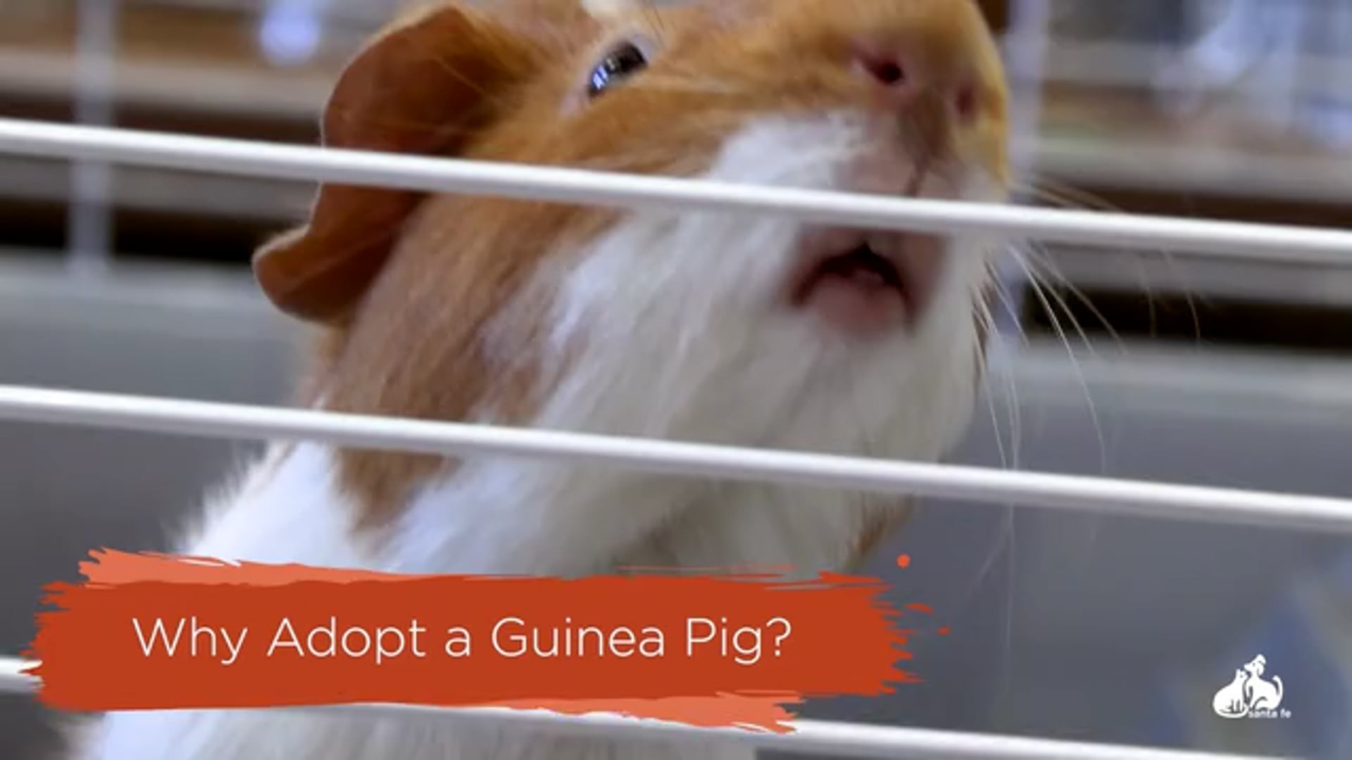 Guinea Pigs - why adopt?