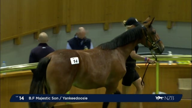 NZB Standardbred Yearling Sale 2022 - Lots 14 to 20